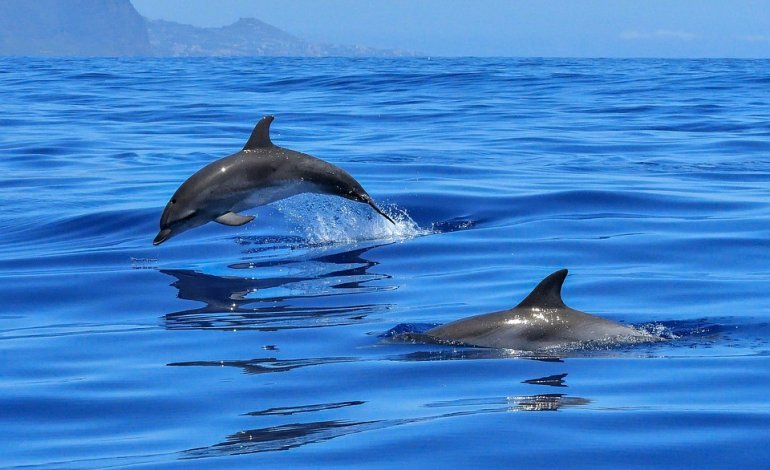 Delfini fotografati nello Stretto di Messina